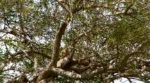 Zoom Out A Leopard In A Tree Watching A Lion Enter His Territory
