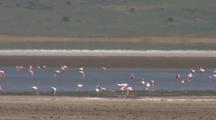Lesser Flamingos Fly Off And Settle Down In An Alkaline Lake