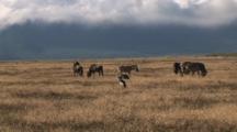 Wildebeests, Plains Zebras And Gray Crowned Cranes On The Plains 