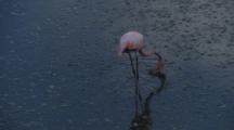 Galapagos Flamingo In A Marsh Area 