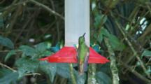 Hummingbirds In Ecuador At A Feeder #1