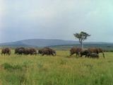 Elephants Walk Across Plain
