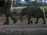 Elephant, Baby Follows