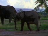 Elephants Walking