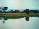 Elephant At Watering Hole