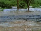 Rushing River, Flood Plain