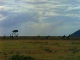 Giraffes On The Open Plain