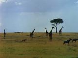 Giraffes And Antelopes On The Open Plain