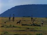 Giraffes And Antelope On The Open Plain