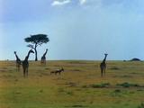 Giraffes And Antelope On The Open Plain