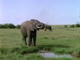 Elephant Drinking At Watering Hole