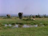 Elephants At Watering Hole