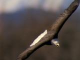 Bald Eagle Soars, Circles Toward Camera