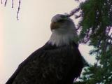 Bald Eagle Perched In Tree