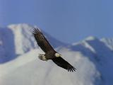 Bald Eagle Soaring, Snowy Peaks In Background