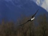 Bald Eagle Soaring, Low Over Riverbed