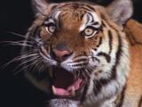 Tiger Snarls