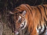 Tiger Walks, Lies Down In Grass
