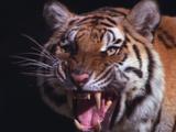 Tiger Snarls