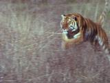 Tiger Runs Through Grass