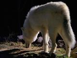 White Wolf Explores Surroundings