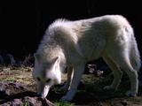 White Wolf Walks Through, Stops To Sniff