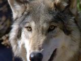 Wolf, Close-Up Of Face