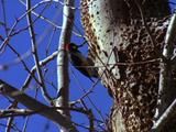 Woodpecker Pecking Tree