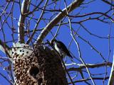 Woodpecker Pecking Tree