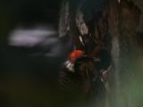 Woodpecker Enters Tree Hole