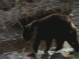 Black Bear Crosses Stream
