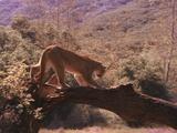 Cougar Jumps Up Onto Fallen Tree