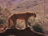 Cougar Stock Footage