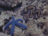Blue Sea Star And Giant Clam Among Coral