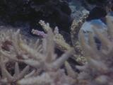 Small Fish Among Hard Coral