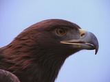 Golden Eagle Close-Up