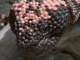 Gila Monster Crawling, Close-Up Of Skin