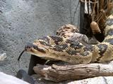 Rattlesnake Showing Rattle