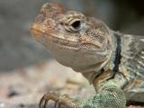 Lizard On Rock, Close-Up Of Face
