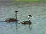 Grebes, One Swims With Chick On Its Back