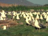 Large Flock Of Gulls Along Shoreline