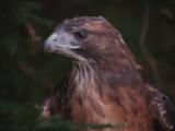 Hawk, Close-Up 