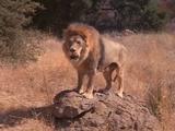Male Lion Climbs Onto Rock