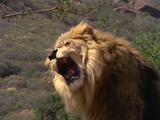 Male Lion Snarling