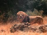Male Lion Walks Through Grasses, Stops, Snarls