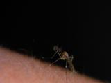 Mosquito On Skin, Bites, Flies Away