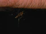Mosquito On Skin, Bites