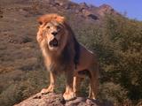 Male Lion Stands On Rock Panting