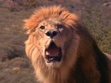 Male Lion, Close-Up, Panting