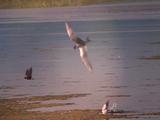 Tern Stock Footage